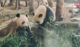 娱乐吃瓜熊猫视频在线观看